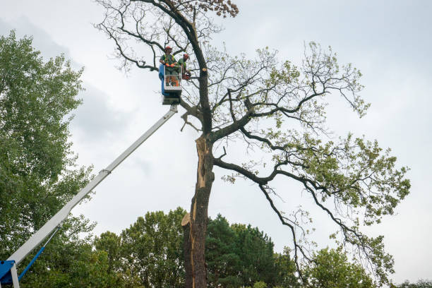 Trusted Deans, NJ Tree Removal Services Experts